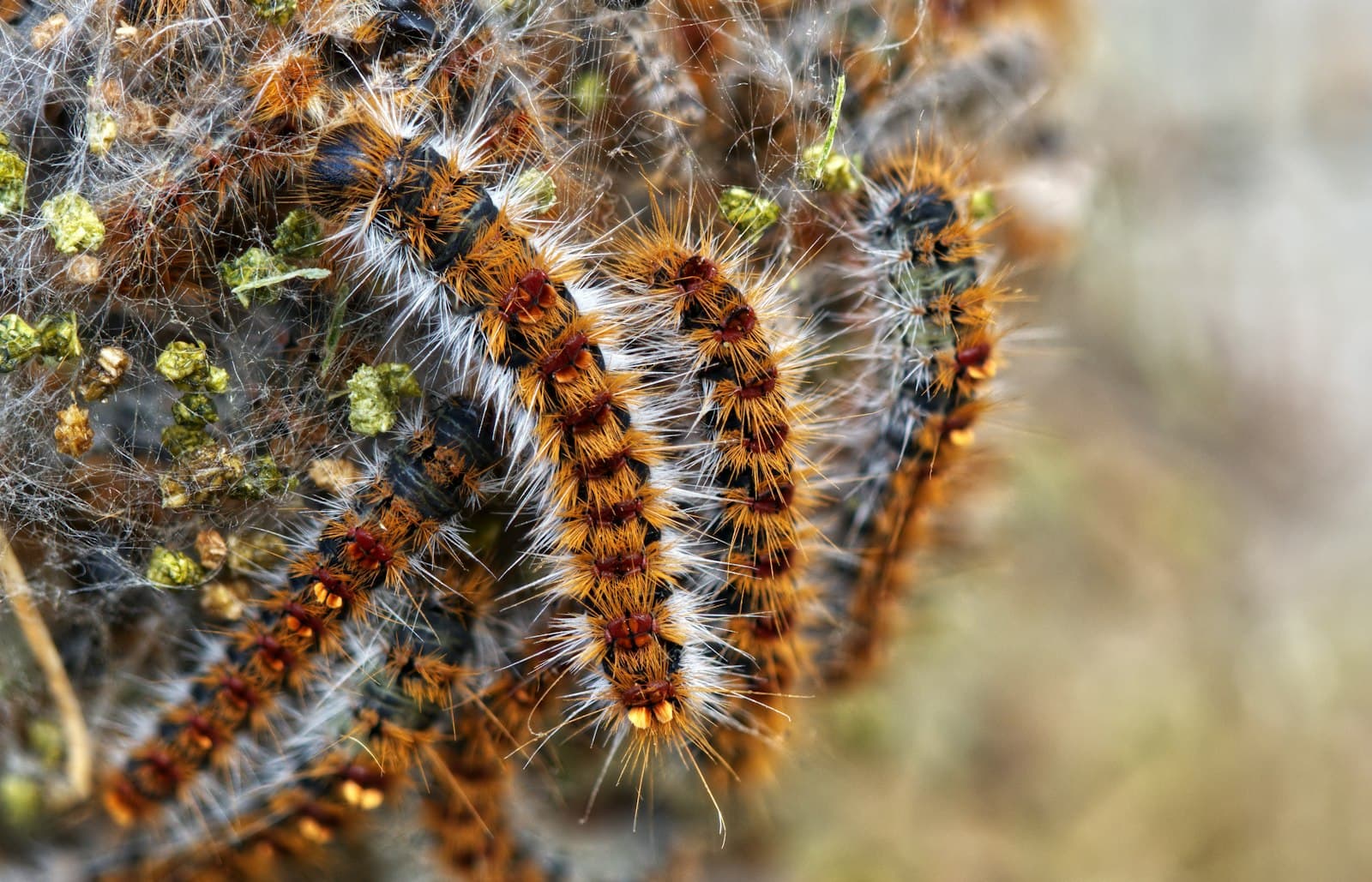 Chenille processionnaire du pin grimpant le long d'une branche d'un pin, symptôme typique d'une infestation en Île-de-France